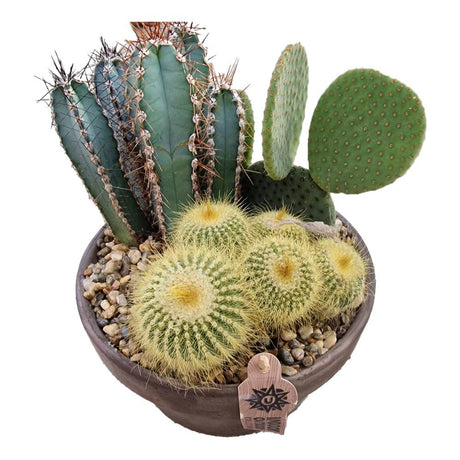 Aranjament Cactusi XXL giveci din lut gri, decor exotic de interior, cadou corporate sau cadou pentru cei dragi model II