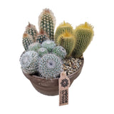 Aranjament Cactusi XXL giveci din lut gri, decor exotic de interior, cadou corporate sau cadou pentru cei dragi model II