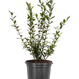 Afin Tarziu Elliot (Vaccinium corymbosum), productiv, cu fructe dulci-acrisoare, an 2 pe rod