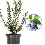 Afin Tarziu Elliot (Vaccinium corymbosum), productiv, cu fructe dulci-acrisoare, an 2 pe rod