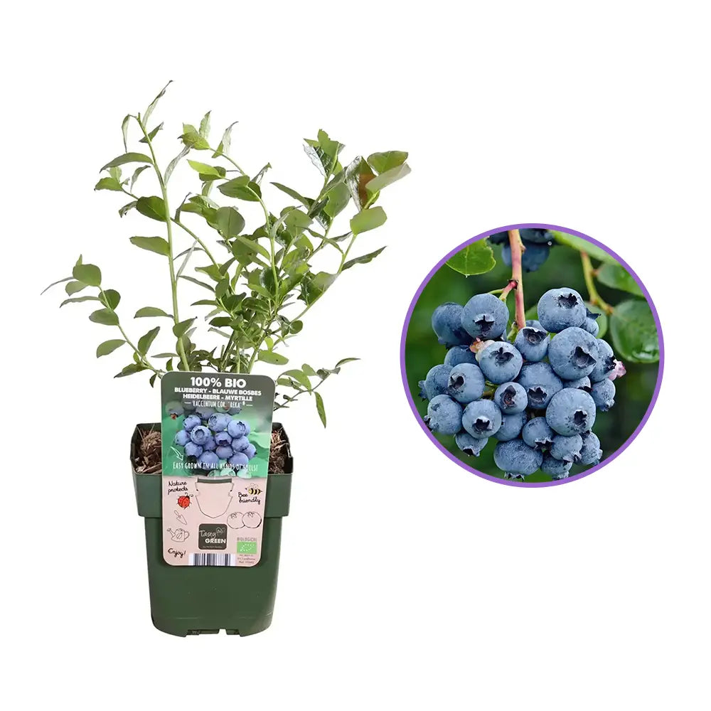 Afin Timpuriu Reka (Vaccinium corymbosum), tufis productiv cu fructe mari albastre dulci-acrisoare, an 1 pe rod