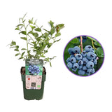 Afin Timpuriu Reka (Vaccinium corymbosum), tufis productiv cu fructe mari albastre dulci-acrisoare, an 1 pe rod