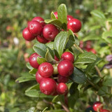 Afin american rosu (Vaccinium macrocarpon Pilgrim), merisor cu fructe mari rosii acrisor, an 1 pe rod