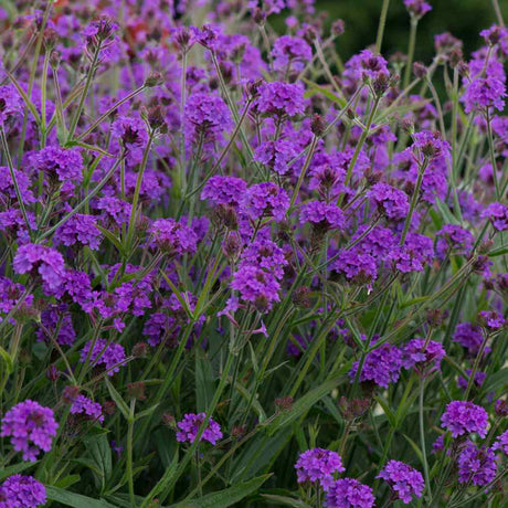 Verbena rigida, planta perena cu flori mov, atrage fluturii, crestere rapida, planta autofertila