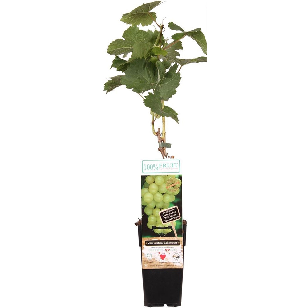 Vita de Vie (Vitis vinifera) Lakemount, cu struguri albi, dulci, an 1 pe rod