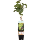 Vita de Vie (Vitis vinifera) Lakemount, cu struguri albi, dulci, an 1 pe rod