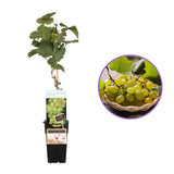 Vita de Vie (Vitis vinifera) Lakemount, cu struguri albi, dulci, an 1 pe rod