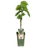 Vita de Vie (Vitis vinifera) Regent, cu struguri dulci negri, an 1 pe rod