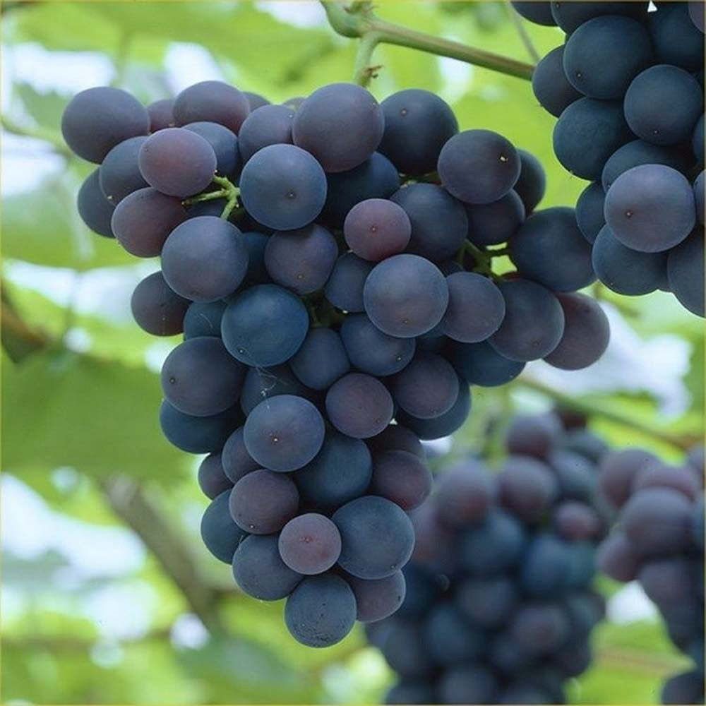 Vita de Vie (Vitis vinifera) Rembrandt, cu struguri dulci negri, an 1 pe rod