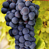 Vita de Vie (Vitis vinifera) Rembrandt, cu struguri dulci negri, an 1 pe rod