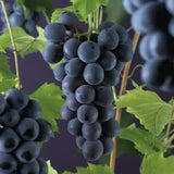 Vita de Vie (Vitis vinifera) Rembrandt, cu struguri dulci negri, an 1 pe rod
