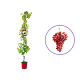 Vita de Vie (Vitis vinifera) Crimson, fara samburi, cu struguri mari rosi, an 2 pe rod