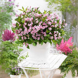 Weigela Pitica Pink Poppet, arbust decorativ pitic cu flori roz, inflorire abundenta, rezistenta la frig