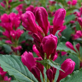 Weigela Florida Big Love, arbust decorativ cu flori roz intens, rezistent la frig