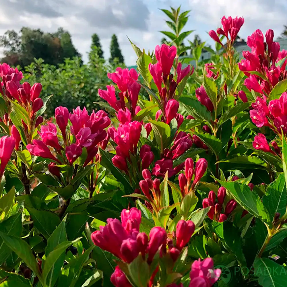 Weigela Florida Big Love, arbust decorativ cu flori roz intens, rezistent la frig