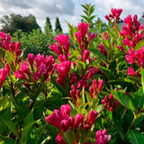 Weigela Florida Big Love, arbust decorativ cu flori roz intens, rezistent la frig