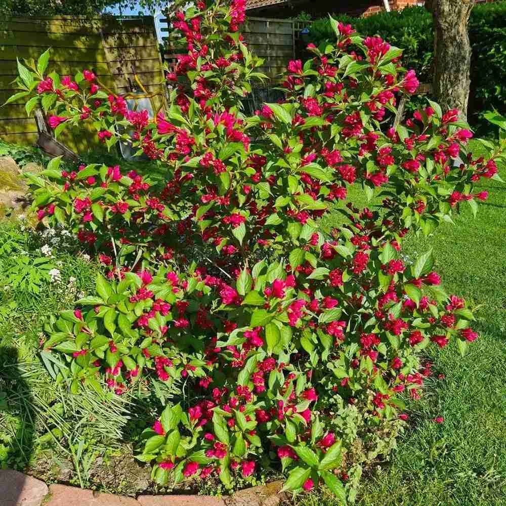 Weigela Florida Big Love, arbust decorativ cu flori roz intens, rezistent la frig
