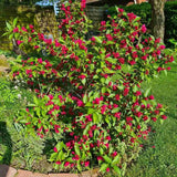 Weigela Florida Big Love, arbust decorativ cu flori roz intens, rezistent la frig