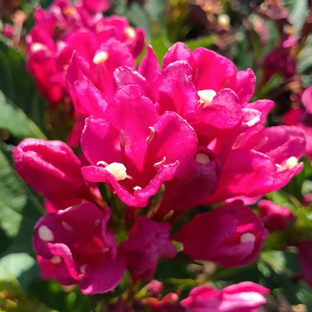 Weigela Florida Big Love, arbust decorativ cu flori roz intens, rezistent la frig
