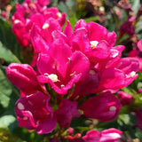 Weigela Florida Big Love, arbust decorativ cu flori roz intens, rezistent la frig