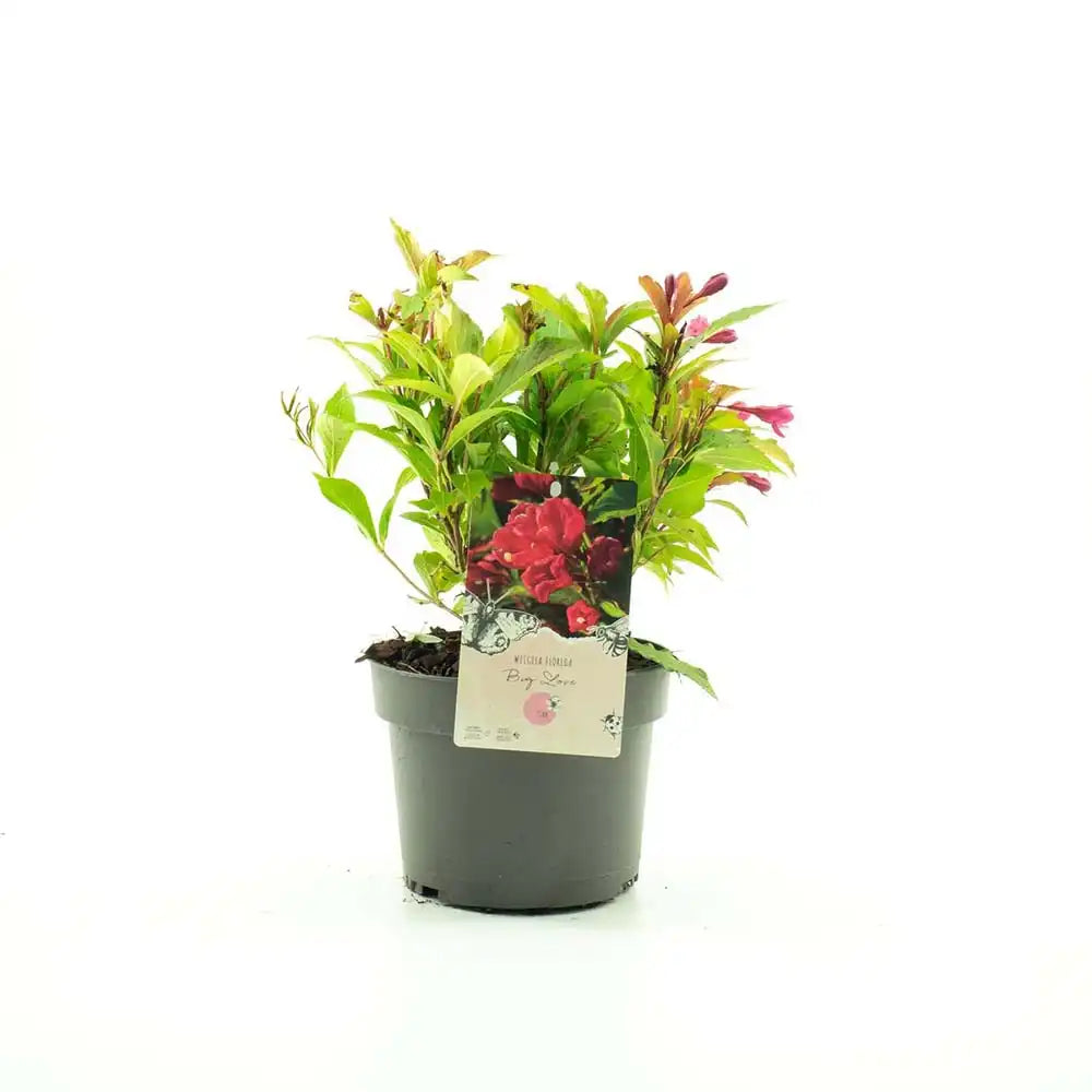 Weigela Florida Big Love, arbust decorativ cu flori roz intens, rezistent la frig