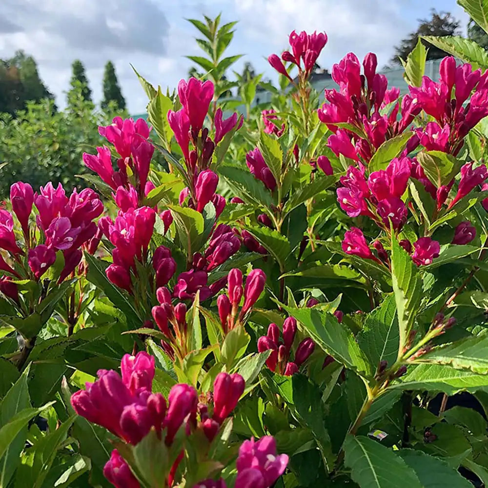 Weigela Florida Big Love, arbust decorativ cu flori roz intens, rezistent la frig
