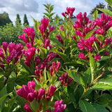 Weigela Florida Big Love, arbust decorativ cu flori roz intens, rezistent la frig