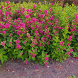 Weigela Florida Big Love, arbust decorativ cu flori roz intens, rezistent la frig