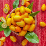 Pom Portocal Margarita Kumquat - 60 cm, cu fructe dulci la exterior si acrisoare la interior, an 2 pe rod