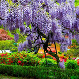 Glicina (Wisteria) cataratoare Sinensis Prolific, liana chinezeasca parfumata, inflorire abundenta, rezistenta, crestere rapida