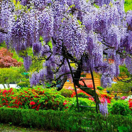 Glicina (Wisteria) cataratoare Sinensis Prolific, liana chinezeasca parfumata, inflorire abundenta, rezistenta, crestere rapida