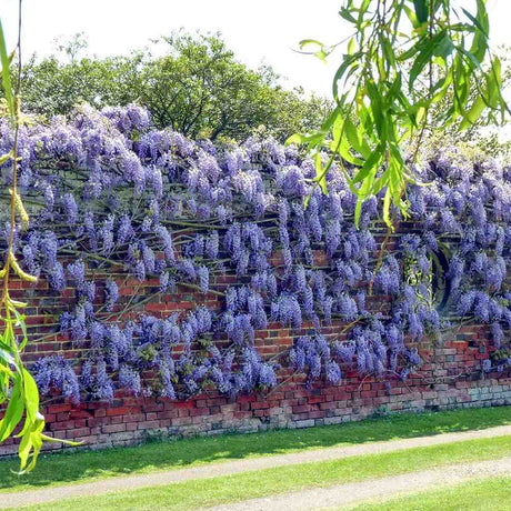 Glicina (Wisteria) cataratoare Blue Sapphire, planta cataratoare flori albastre parfumate, crestere rapida