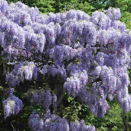 Glicina (Wisteria) cataratoare Blue Sapphire, planta cataratoare flori albastre parfumate, crestere rapida