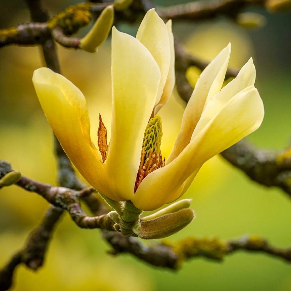 Magnolie Yellow Lantern, flori galbene mari ca lampa, arbust decorativ unic