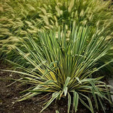 Yucca variegata Bright Edge, frunze galben-verde, flori alb-rosii parfumate, rezistenta la ger si sceta