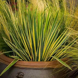 Yucca variegata Bright Edge, frunze galben-verde, flori alb-rosii parfumate, rezistenta la ger si sceta