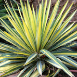 Yucca Color Guard, cu frunze aurii-verde