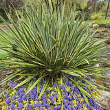 Yucca variegata Bright Edge, frunze galben-verde, flori alb-rosii parfumate, rezistenta la ger si sceta