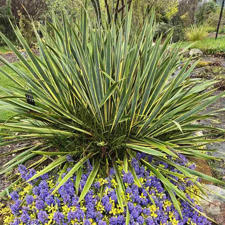 Yucca variegata Bright Edge, frunze galben-verde, flori alb-rosii parfumate, rezistenta la ger si sceta
