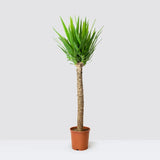 Arborele Vietii (Yucca Elephantipes), 110 cm, palmier suculent cu tulpina groasa eleganta, planta de interior rezistenta, ingrijire usoara