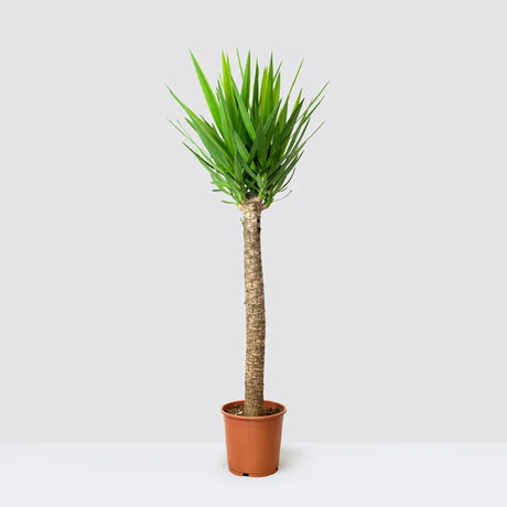 Arborele Vietii (Yucca Elephantipes), 110 cm, palmier suculent cu tulpina groasa eleganta, planta de interior rezistenta, ingrijire usoara