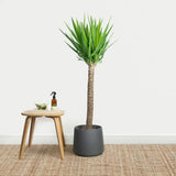 Arborele Vietii (Yucca Elephantipes), 110 cm, palmier suculent cu tulpina groasa eleganta, planta de interior rezistenta, ingrijire usoara