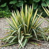 Yucca flaccida Golden Sword, frunze galben verde, rezistenta la seceta si ger, soare plin, ideala pentru rocarii si ghivece mari