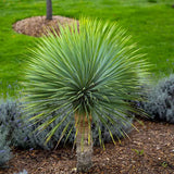 Yucca Albastra Rostrata Sapphire Skies, frunze indelungite albastre, planta decorativa rezistenta la ger, ideala pentru gradini mediteraneene si rocarii