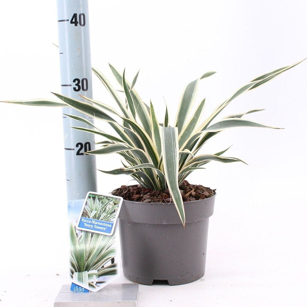 Yucca Ivory Towers, planta decorativa rezistenta cu flori albe si frunze vesnic verzi