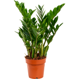 Planta Zz (Zamioculcas Zamiifolia) - 70 cm