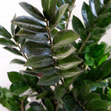 Planta Norocului (Zamioculcas Zamiifolia) Super Nova, 70 cm, 10  tulpini/ghiveci, planta de apartament cu frunze suculente, rezistent umbra, rezistenta, udare rara