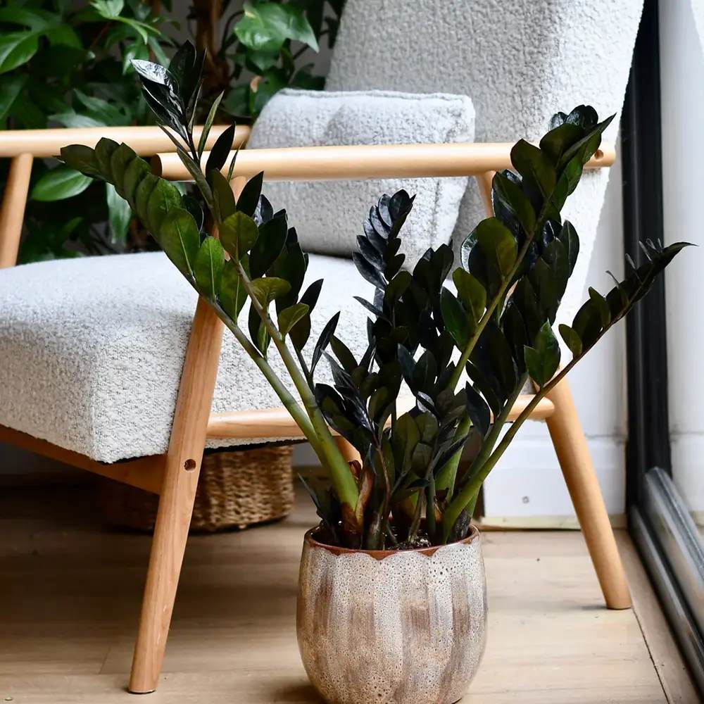 Planta Norocului (Zamioculcas Zamiifolia) Raven, 3  tulpini/ghiveci, planta de apartament cu frunze negre lucioase, rezistenta umbra, udare rara - 70 cm