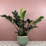 Planta Norocului (Zamioculcas Zamiifolia) Raven, 3  tulpini/ghiveci, planta de apartament cu frunze negre lucioase, rezistenta umbra, udare rara - 70 cm