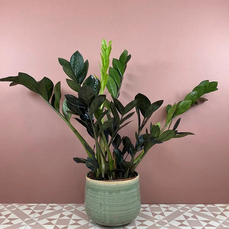 Planta Norocului (Zamioculcas Zamiifolia) Raven, 3  tulpini/ghiveci, planta de apartament cu frunze negre lucioase, rezistenta umbra, udare rara - 70 cm